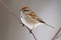 American Tree Sparrow, (Spizella arborea) Spring, Michigan